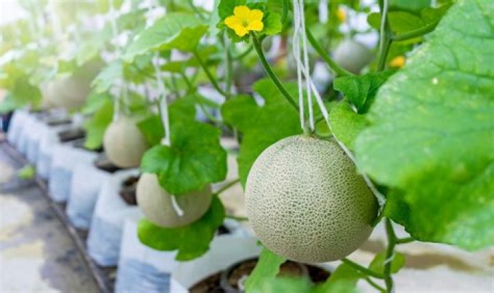 What's the best technique for farming melons?
