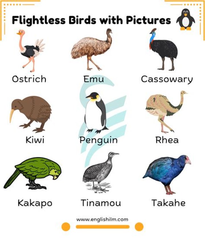 What are Bastion's birds' names?