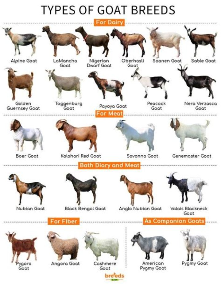 What does GOAT or 'GOATing' mean?