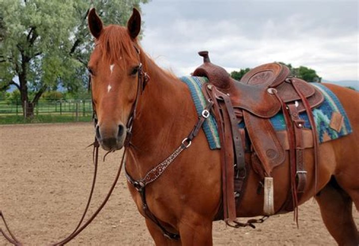 What does Horse equipment do?