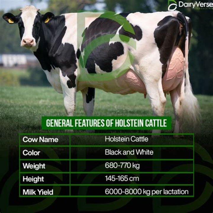 What is the cow level and how do I get there?