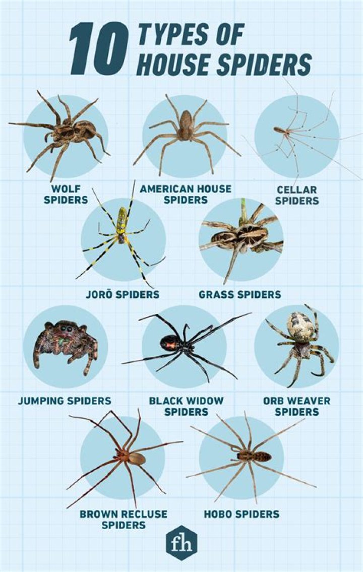 What is the difference between cave spiders and regular spider loot?
