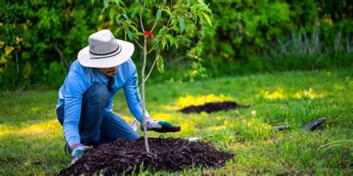 What is the most reliable way to get saplings from leaves?