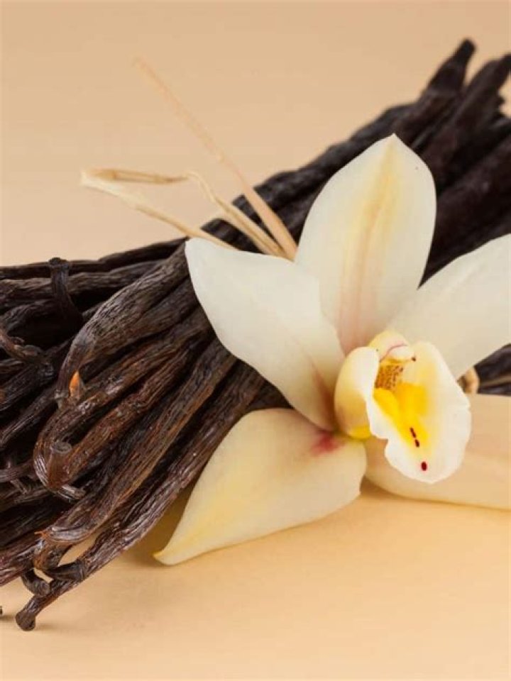 What is Vanilla?