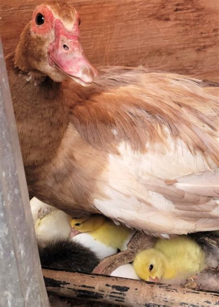 When I first embark my ducks lay fertile eggs but not later
