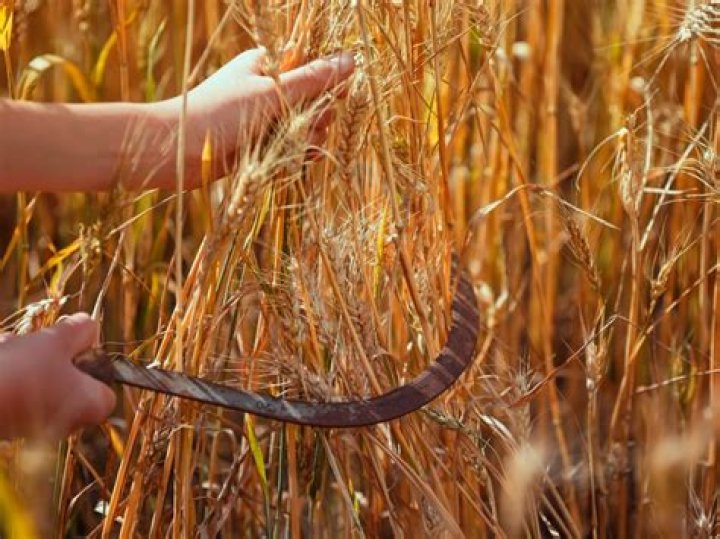 When wheat is harvested, does it drop 0 - 2 or 1 wheat?