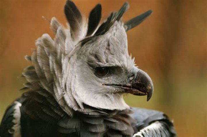 Where are Harpy's Nests located?