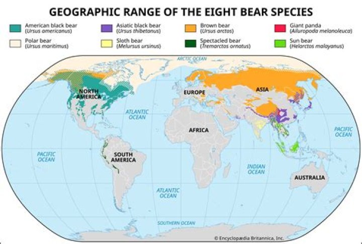 Where are the bears for Bear Minimum?