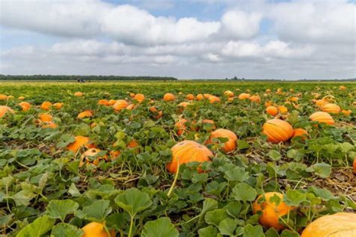 Where are the green pumpkins located?