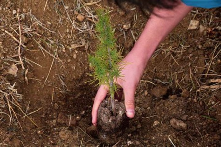 Where can bushes be planted?
