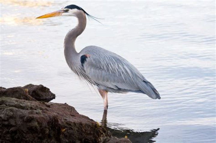 Where can I find Herons?