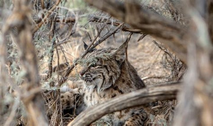 Where is the best place to hunt bobcats?