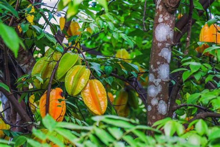 Why are my Starfruits not growing?