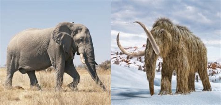 Why can I fill my black star by soul trapping a mammoth?