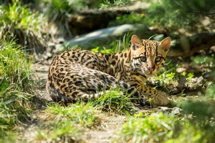 Why won't my ocelot turn into a cat?